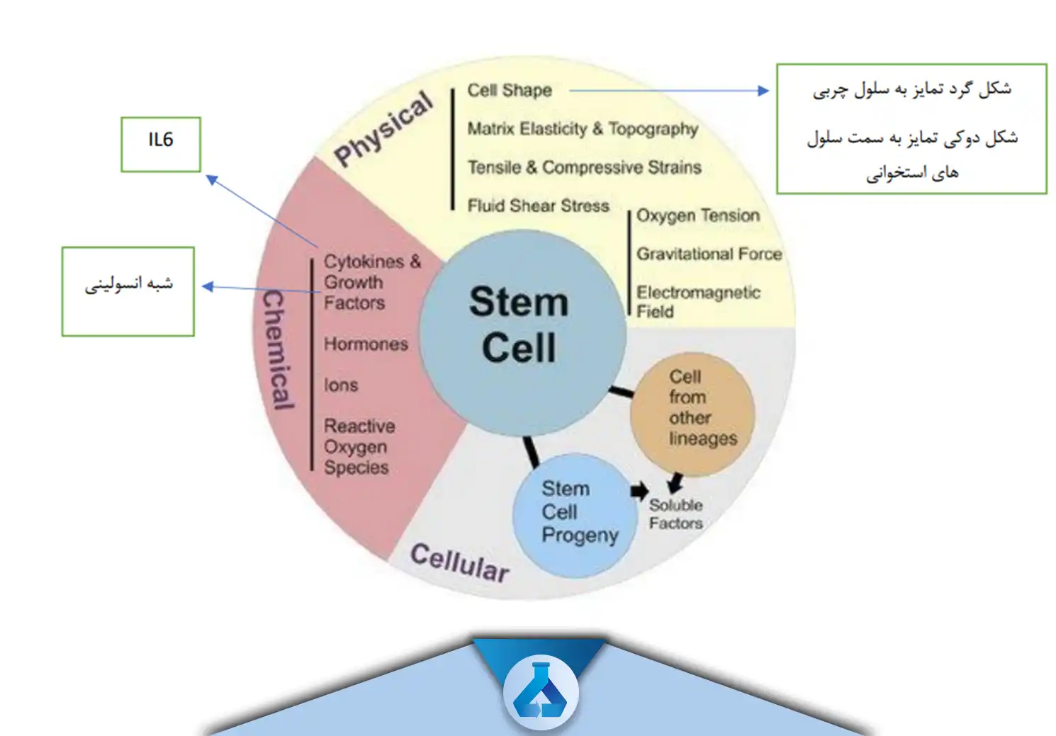 اصطاحات سلول بنیادی